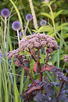 Angelica gigas with a view to Panicum virgatum 'Northwind' and Echinops ritro 'Veitch's Blue'. Hampton Court Flower Show 2014. Garden: The Bounce Back Foundation Garden - Untying the Knot. Designer: Frederic Whyte. Sponsor: The Bounce Back Foundation