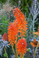 Kniphofia 'Elvira'. Hampton Court Flower Show 2014. Garden: The Bounce Back Foundation Garden - Untying the Knot. Designer: Frederic Whyte. Sponsor: The Bounce Back Foundation