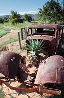 Aloe plant in old rusting car, nr Roberston, Western Cape, South Africa
