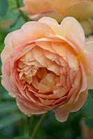 Rose 'Lady of Shalott' 