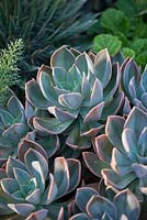 Graptopetalum paraguayense - Ghost Plant, Mother of Pearl