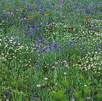 Meadow of yarrow, knapweed, herb bennet, ox-eye daisy, campion, vetch, viola, roses and evening primrose.