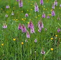 Wild grassy meadow studded with buttercups and orchids - Dactylorhiza fuchsii.