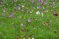 Cultivated late summer meadow of cow parsley, pink and white cosmos, scarlet flax and field poppies. Anthriscus sylvestris, Cosmos bipinnatus, Linum grandiflorum and Papaver rhoeas