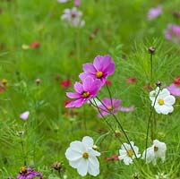 Cosmos bipinnatus, Mexican aster, produces saucer-shaped flowers from early summer to mid autumn.  Feathery foliage, adds body to meadow mix for late summer.