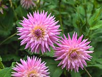 Dahlia 'Belle Epoque', a pretty pink semi-cactus dahlia flowering from late summer. August