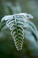 Polystichum setiferum, soft shield fern, an evergreen fern coated in frost.