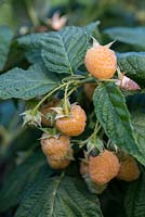 Raspberry 'All Gold', a heavy cropping, late raspberry bearing delicious golden berries.