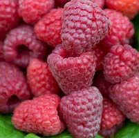 Raspberry 'Sugana', a late fruit, with tall bushes bearing heavy crops of luscious red berries.