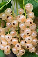 Ribes sanguineum 'Blanka' - Whitecurrant bears long trusses of large berries.