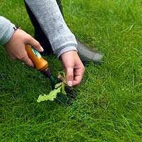 Perennial weeds such as dandelions should be gently teased out of lawns as soon as they appear, taking care to remove the long root