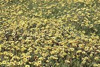 Ursinia anthemoides - Common parachute daisy, Darling, Western Cape, South Africa