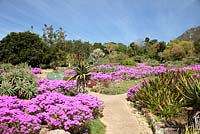 Spring display of Vygie Flowers - Ice Plants, Kirstenbosch National Botanical Gardens, Cape Town, South Africa