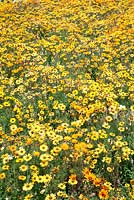 Ursinia anthemoides 'Margriet' - Parachute Daisy, Kirstenbosch National Botanical Garden, Cape Town, South Africa