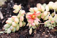 Cotyledon pendens - Cliff cotyledon, Cape Town, South Africa - an endangered species.
