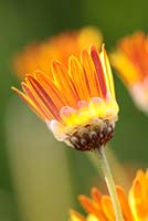 Ursinia anthemoides - common parachute daisy or ringmagriet, Cape Town, South Africa