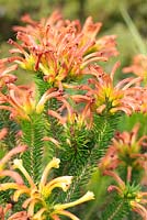 Erica quadrisulcata - Orange Rock-heath, Swartkop heath, four-groove heath, Cape Town, South Africa - this plant is endangered.