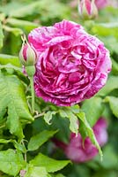 Rosa 'Ferdinand Pichard'. Littlebredy Walled Gardens, Littlebredy, Dorset