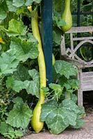 Cucurbita moschata 'Tromboncino', a gargantuan, one-metre-long green squash, the plant supported on an arbour.