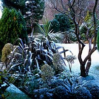 Snow covers lawn, sprinkled on evergreen island bed of laurel, fern, grasses, euonymus, holly, phormium and lonicera. Right: bare stems of old lilac.