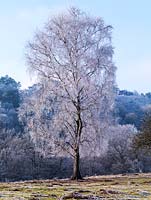 Betula pendula - A lone silver birch is coated in hoar frost, offset against a  hillside of largely deciduous trees behind.