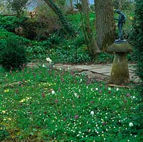 Mature woodland is carpeted in primrose, anemone and snakes-head fritillaries - Fritillaria meleagris in spring.