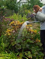 A young woman watering moisture loving Ligularia dentata in a summer garden.