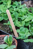 Young seedlings emerge after about two weeks from vegetable seeds. Pea 'Kelvedon Wonder' ready to plant out into containers or open ground.