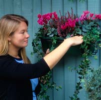 An autumn window box of cyclamen, heather and ivy. This plastic box in a wire frame is light enough to hang from a fence. 