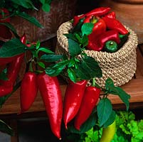 Piros chilli peppers make an excellent decorative patio pot plant. Some picked and in basket ready for cooking.