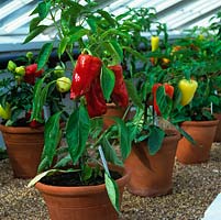 At West Dean Gardens summer Chilli Festival, a display of potted chilli peppers thrive on gravel strewn shelves in an old Victorian glasshouse.