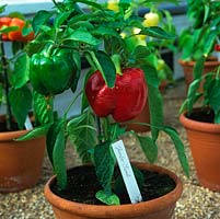 At West Dean Gardens summer Chilli Festival, red Jumbo Sweet chilli pepper thrives in a terracotta pot on a gravel strewn shelf in an old Victorian glasshouse.