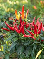 Capsicum annuum 'Chilly Chilli' - ornamental chilli pepper plants with lots of yellow, orange and red chillies in which the heat has been bred out, so safe for children's gardens.