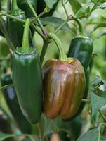 Chilli pepper Jalapeno, a green variety that ripens to red.