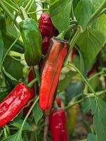 Capsicum annuum 'Peperone Frigitello' bears medium sized, early chillies - green maturing to red, sweet and thick fleshed with medium heat. Originating from Italy.