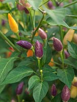Capsicum annuum 'Twilight' bears small, multi-coloured chillies on spreading bushes. Hot, originating from New Mexico.