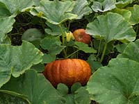 Winter squash 'Rouge Vif d'Etampes', an old French heirloom variety