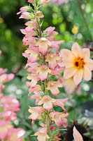 Digitalis illumination 'Raspberry'