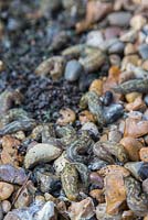 A large collection of Leopard Slugs - Limax maximus, found harbouring underneath a plant pot