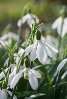 Galanthus 'Alpine Meadow No2'