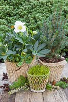 Helleborus niger 'HGC Wintergold' Helleborus Gold Collection with Picea pungens and container of Moss - Bryophyta. Scattered foliage of Yew, Erica - Heather, Larch cones and Alder cones