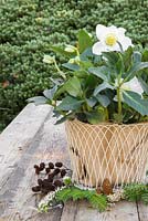 Helleborus niger 'HGC Wintergold' Helleborus Gold Collection. Scattered foliage of Yew, Erica - Heather, Larch cones and Alder cones