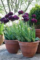 Tulipa 'Black Hero' in terracotta pots with Tulipa 'Angelique' behind