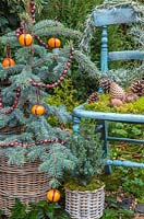 Floral display of Picea pungens 'Hoopsii' decorated with Clementines and Cranberries, Picea pungens, a Helichrysum italicum wreath and pine cones, with a vintage blue chair