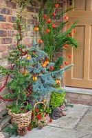 Christmas trees decorated with Clementines, Physalis and Cranberries. Picea pungens 'Hoopsii', Picea and Cedrus libani