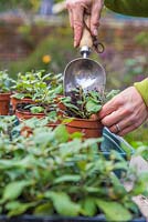 Woman potting on ceratostigma to be stored in a greenhouse