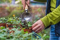 Woman potting on ceratostigma to be stored in a greenhouse