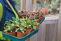 Woman storing ceratostigma and sedum 'Bertram Anderson' in a greenhouse