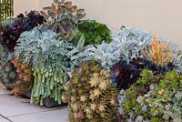 Containers filled with drought tolerant plants: 
Left - Sedum morganianum, Seneciio cineraria, Pelargonium peltatum, Kalanchoe orgyalis, Pelargonium peltatum, Aeoniums 
Right - Kalanchoe bracteata, Senecio cineraria, Euphorbia tirucalli 'Sticks on Fire', Crassula perfoliata var falcata, Aeonium decorum 'Cooperi', Aeonium 'Chocolate Chip', Portulacaria afra 'Variegata', Graptopetalum paraguayense, X Graptosedum 'California Sunset'
