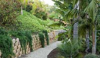 Contemporary garden with planting of Rosmarinus officinalis 'Prostratus', Strelitzia nicolai, Archontophoenix cunninghamiana 